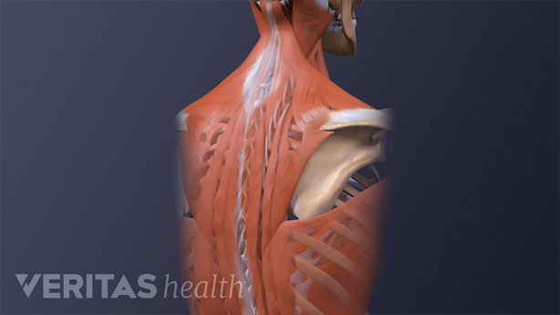 3D rendering of the muscles of the neck and upper back.