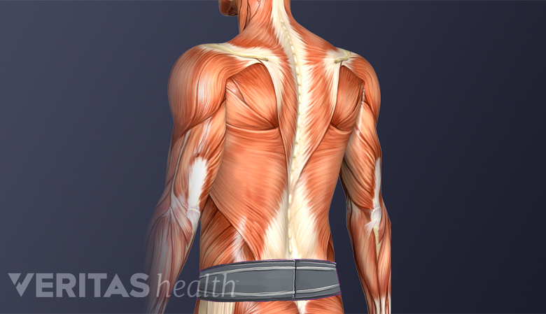 Illustration showing sacral belt in the lower back.