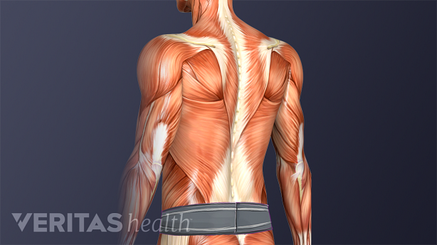 Illustration showing sacral belt in the lower back.