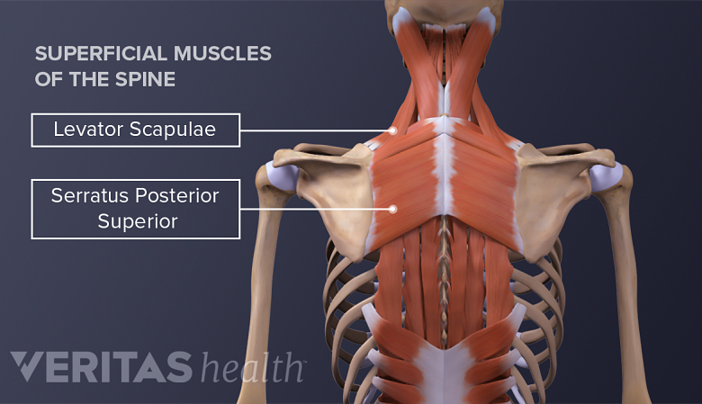 Illustration showing levator scapulae and serratus posterior superior muscle.