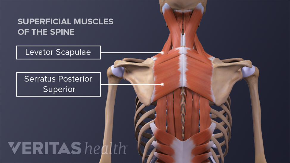 Posterior view of the spine labeling superficial muscles levator scapulae and serratus posterior superior.