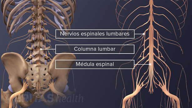 Los nervios espinales, la médula espinal, y la cauda equina.