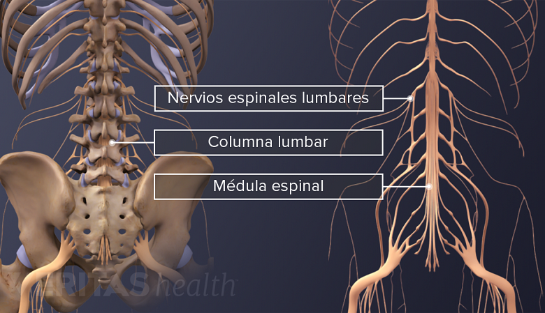 Los nervios espinales y la médula espinal en la parte baja de la espalda.