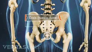 Posterior view of the pelvis labeling the coxis.