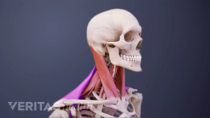Perfil, vista posterior de los músculos del cuello.