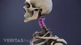 Profile view of the cervical spine with C2-C5 highlighted.
