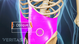 Medical illustration of oblique muscles