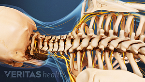 Posterior view of the cervical and thoracic spine.