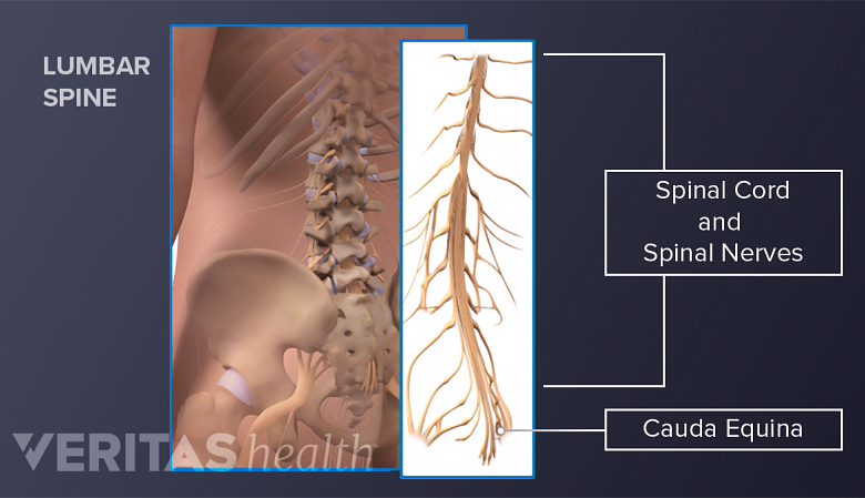 Ilustración de la anatomía de la espalda baja de un ser humano. Delinear la columna lumbar, la médula espinal, la cauda equina y los nervios espinales.