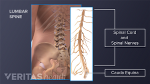 The upper and lower back with the bones and nerves of the  spine and pelvis.
