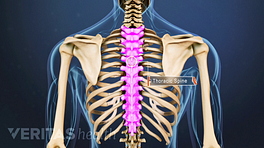 Posterior view of the upper back highlighting the thoracic spine.
