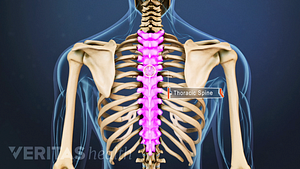 Posterior view of the upper back highlighting the thoracic spine.