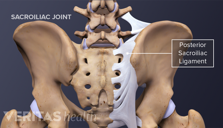 Posterior view of the pelvis highlighting the Iliolumbar ligament, posterior sacroiliac ligaments, sacrotuberous ligament, and sacroiliac joint.