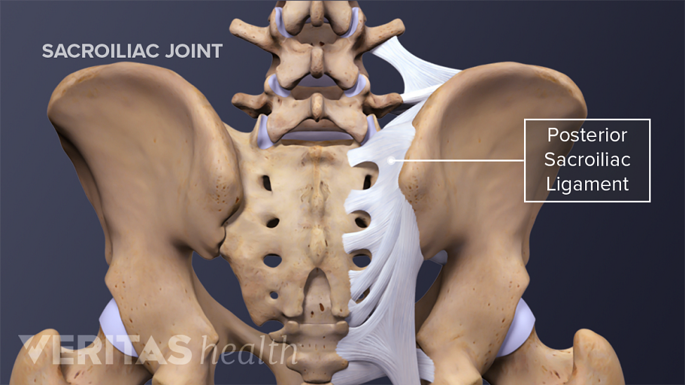 Posterior view of the SI JoInt labeling posterior sacroiliac ligament