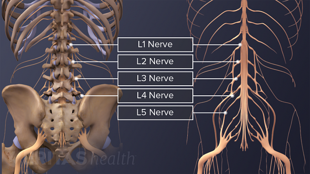 Two views of lumbar vertebra labeling the lumbar spinal nerves L1-L5.