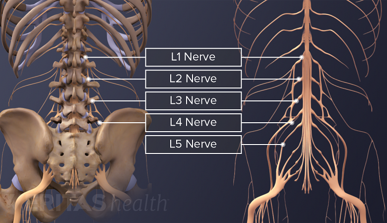 Side by side illustrations of the lower back from the back view showing both the skeletal and nervous system of a human.