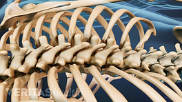 Posterior view of the spine.