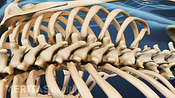 Posterior view of the thoracic and lumbar spine.
