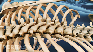 Posterior view of the thoracic and lumbar spine.