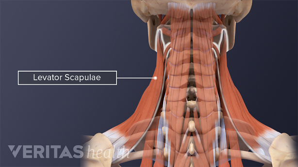 Medical illustration showing levator scapulae muscle.