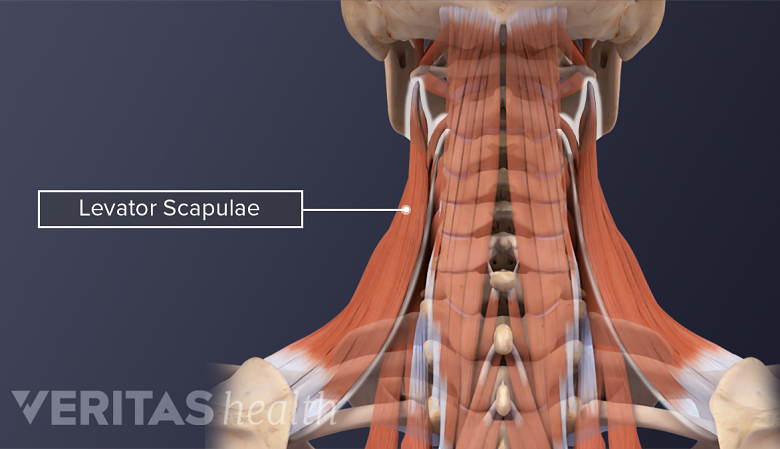 Medical illustration showing levator scapulae muscle.