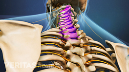 Posterior view of the upper body highlighting the cervical spine.