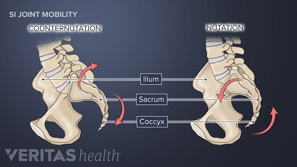 Nutation and Counternutation of the SI joint.