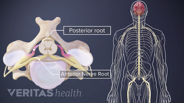 Dorsal and ventral roots of a cervical spinal nerve.