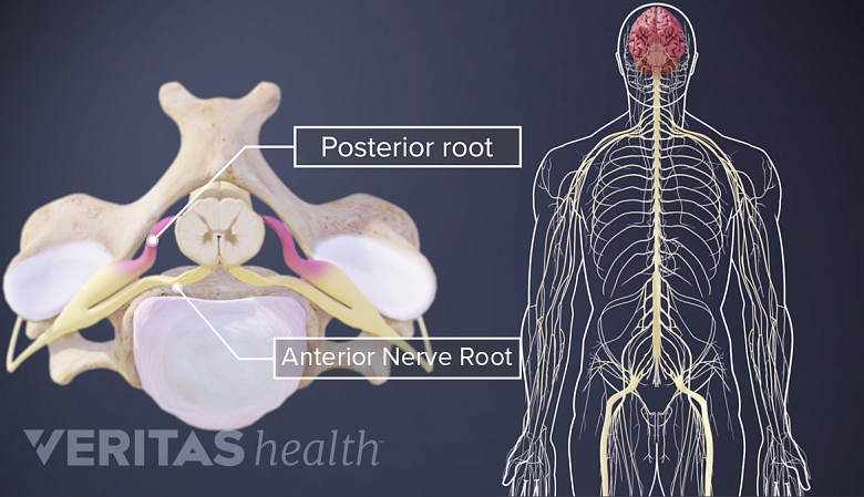Medical illustration showing peripheral nerves and cervical vertebra.