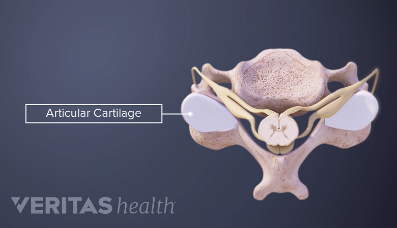 An illustration showing cervical vertebra with articular cartilage.