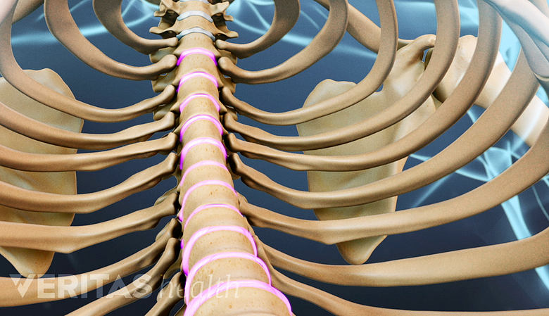 Anterior view highlighting the disc of the thoracic spine.