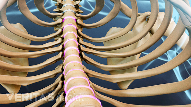Medical illustration showing the spinal column from inside the rib cage