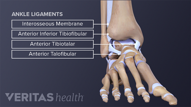 Pelmel taxa Compose Ankle Anatomy: Muscles and Ligaments | Sports-health