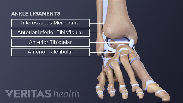 Anterior view of the ankle ligaments