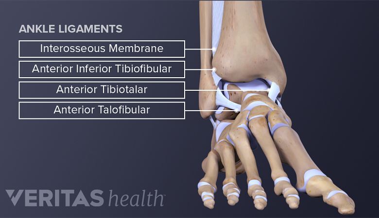 Anterior view of foot labeling the ankle ligaments.
