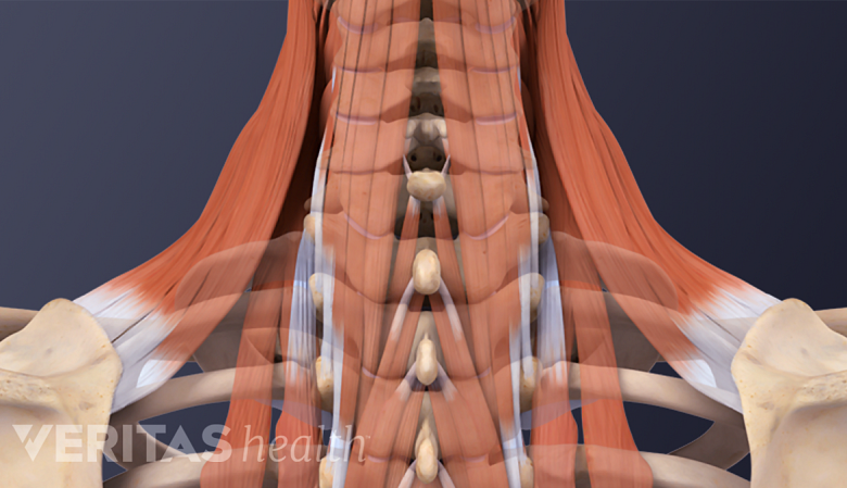 Illustration showing muscles of the neck.