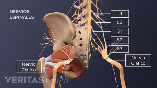 La anatomía de los nervios espinales lumbares.