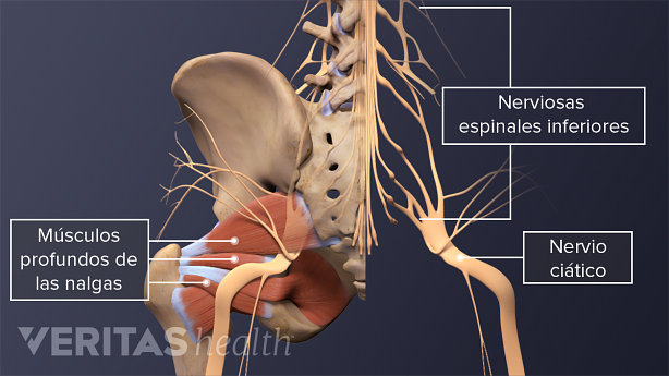 Nervios espinales que se fusionan con el nervio ciático en la columna inferior y los músculos profundos de los glúteos.