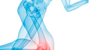 下半身的骨骼视图显示膝关节疼痛。