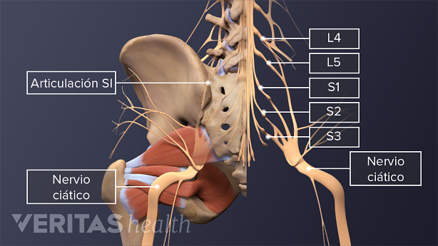 La anatomía y el curso del nervio ciático.