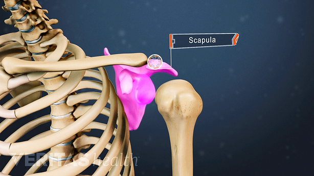 Medical illustration of the upper body, highlighting the scapula