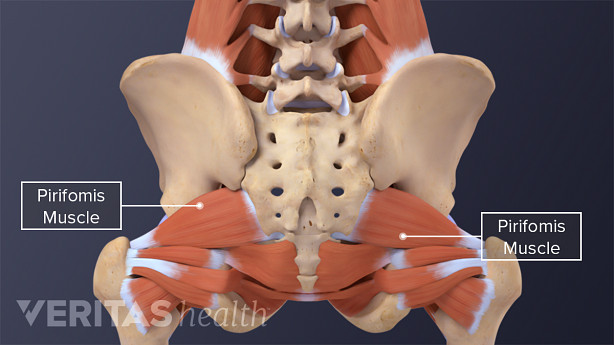 Lumbar and pelvic anatomy showing several bones and muscles of the lower back and pelvic area.
