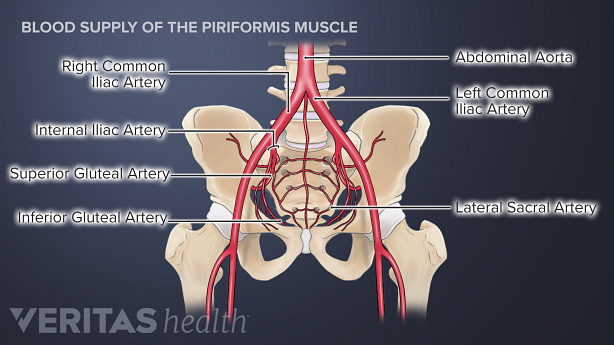 Piriformis Muscle: Blood Supply and Innervation | Spine-health