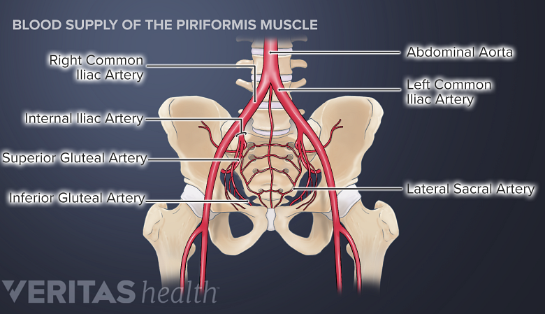 Illustration of the blood supply of the piriformis muscle.