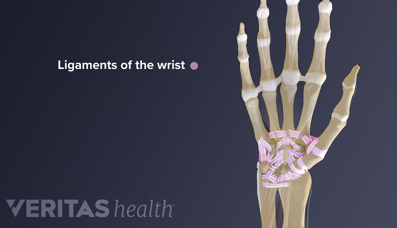 Illustration showing hand anatomy with ligaments of the wrist.