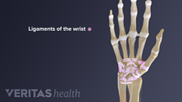 Dorsal view of the wrist ligaments