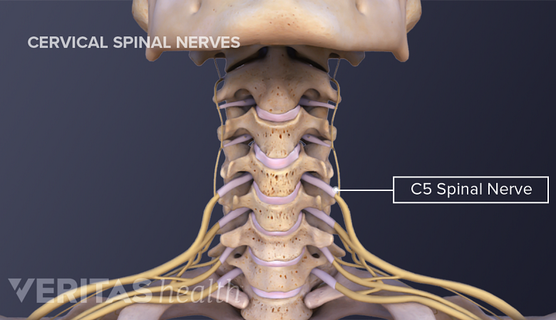 说明用C5脊柱神经贴标签显示脖子解剖