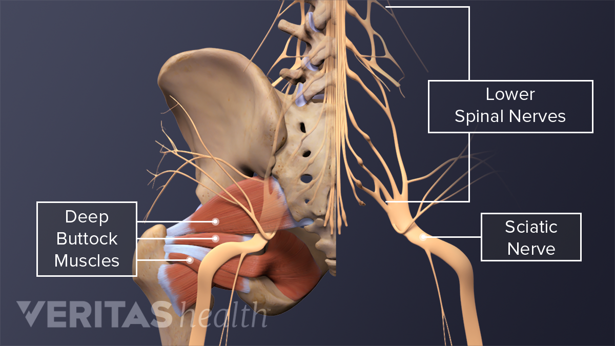 Sciatic Nerve: Muscle Innervation And Function | Spine-health