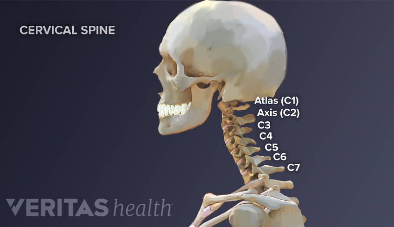 Human skeleton showing the skull and neck bones.