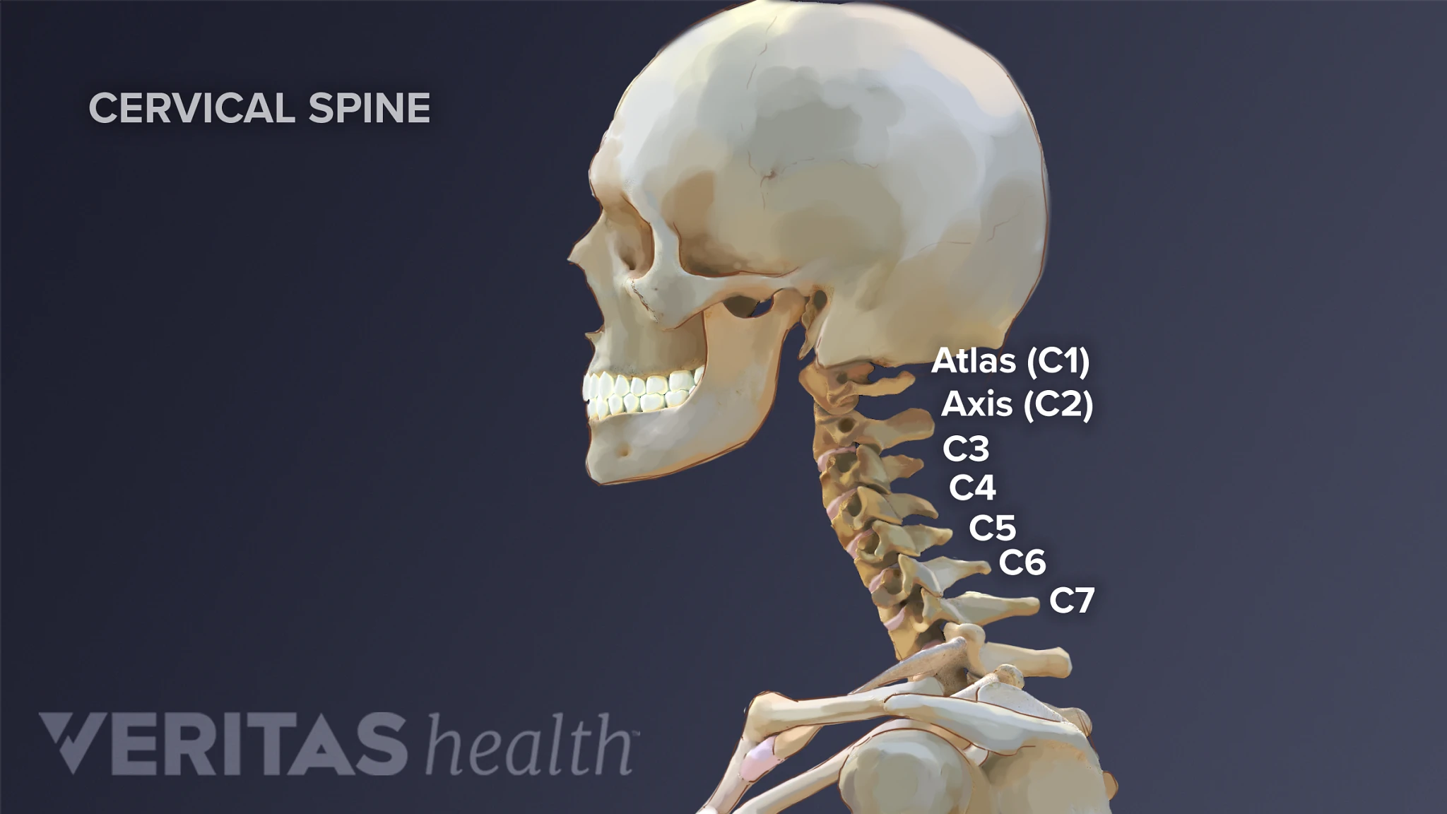 Cervical Spine Anatomy | Spine-health